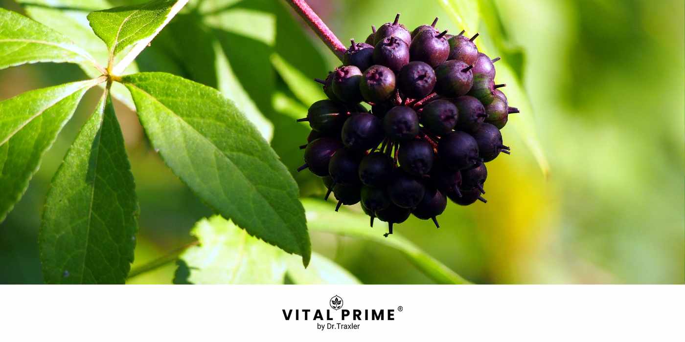 Sibirischer Ginseng – Energie, Stressresistenz & Konzentration