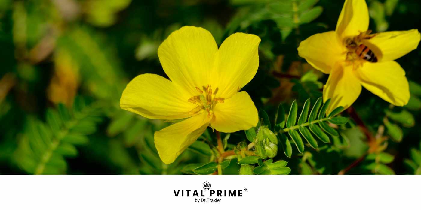 Tribulus Terrestris Pflanze – natürlicher Testosteron-Booster für Männergesundheit und Vitalität